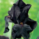 Kosatec německý Black Night - Iris germanica - hlízy kosatce - 1 ks