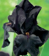 Kosatec německý Black Night - Iris germanica - hlízy kosatce - 1 ks