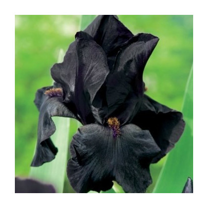 Kosatec německý Black Night - Iris germanica - hlízy kosatce - 1 ks