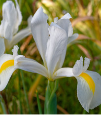 Kosatec holandský White Excelsior - Iris hollandica - cibulky kosatce - 3 ks