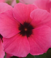 Barvínek Tatoo Raspberry - Catharanthus roseus - semena barvínku - 30 ks