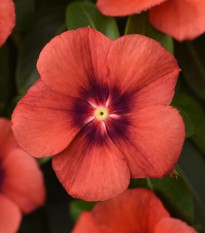 Barvínek Tatoo Tangerine - Catharanthus roseus - semena barvínku - 30 ks