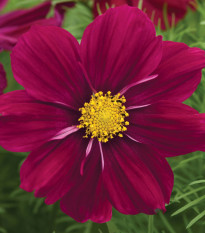 Krásenka Sonata Purple Shades - Cosmos bipinnatus - semena krásenky - 15 ks