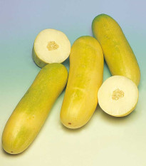 Okurka salátová Travito F1 - Cucumis sativus - semena okurky - 10 ks