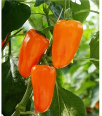 BIO Paprika Flynn F1 - Capsicum annuum - bio semena papriky - 6 ks