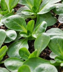 Polníček Gala - Valerianella locusta - semena Kiepenkerl - 1 ks