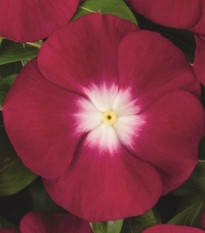 Barvínek Atlantis Burgundy Halo - Catharanthus roseus - semena barvínku - 30 ks