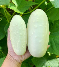 Okurka polní White Wonder - Cucumis sativus - semena okurky - 5 ks