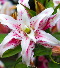 Lilie Magic Star - Lilium - cibule lilie - 1 ks