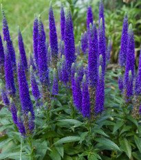 Rozrazil klasnatý - Veronica spicata - hlízy rozrazilu - 1 ks