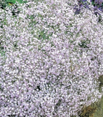 Šáter latnatý bílý - Gypsophila paniculata - prostokořenné sazenice šáteru - 1 ks