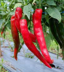 Paprika Thor F1 - Capsicum annuum - semena papriky - 7 ks