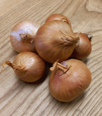 Cibule šalotka Biztro - Allium cepa - cibulky - 250 g