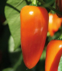 Paprika Lubega Mini Orange F1 - Capsicum annuum - semena papriky - 5 ks