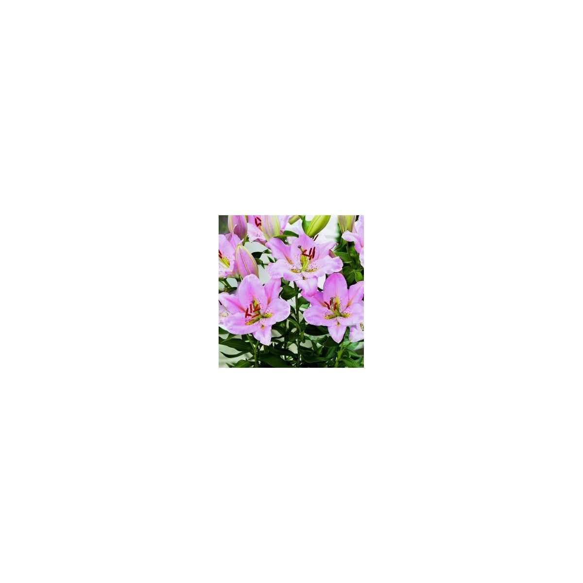 Lilie nízká Malý John - Lilium - cibuloviny - 1 ks