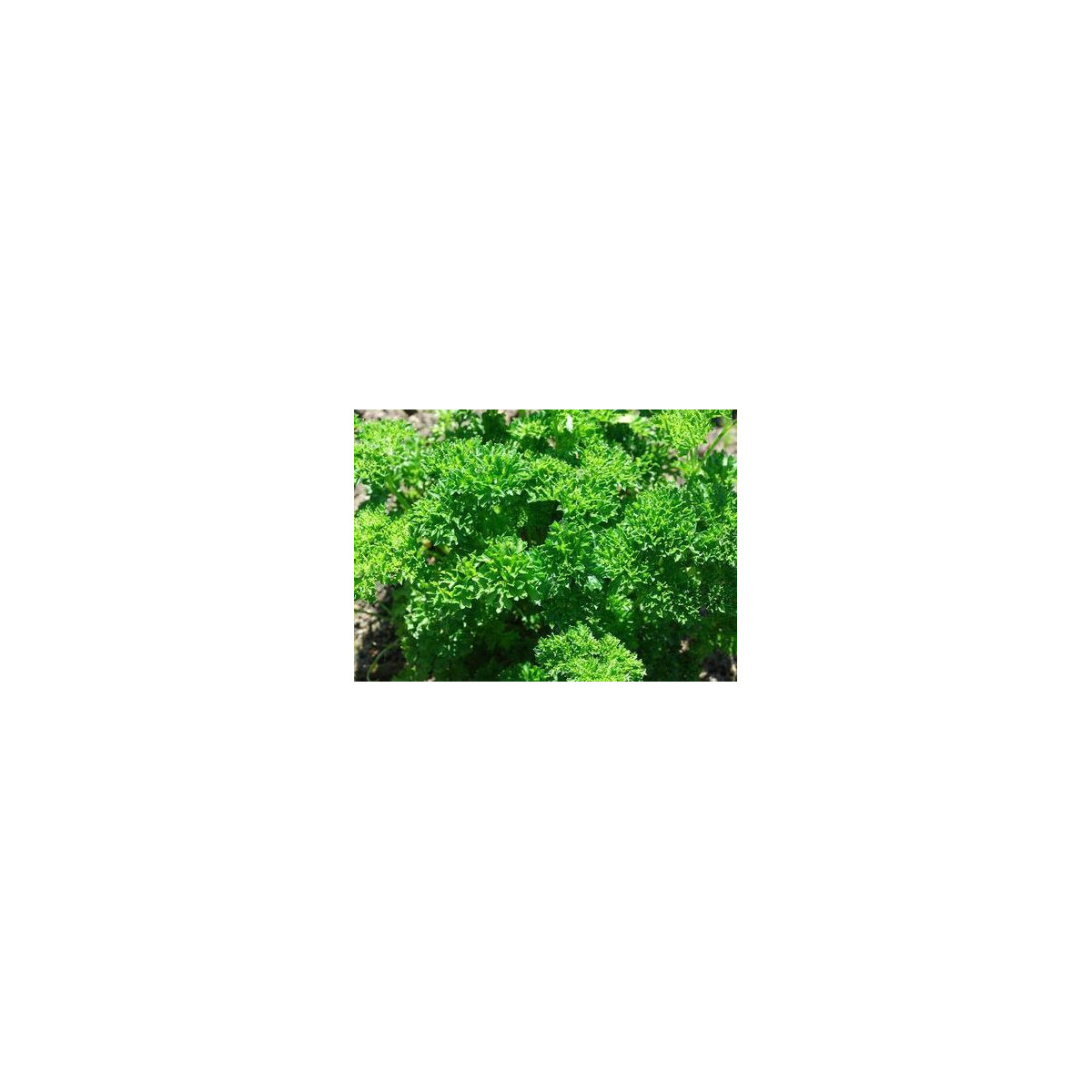 Petržel Clivi - Petroselinum crispum - semena - 1 g