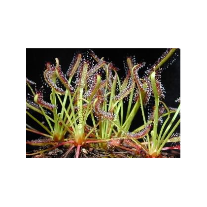 Rosnatka kapská směs - Drosera Capensis - semena - 15 ks