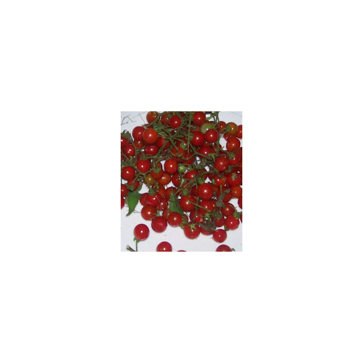 Divoké rajče červené - semena - Lycopersicon pimpinellifolium -  6 ks