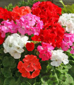 Muškát zahradní Cabaret F2 směs - pelargonium hortorum- semena - 6 ks