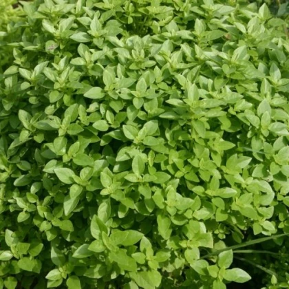 Bazalka Fino verde - Ocymum basilicum - semena - 50 ks