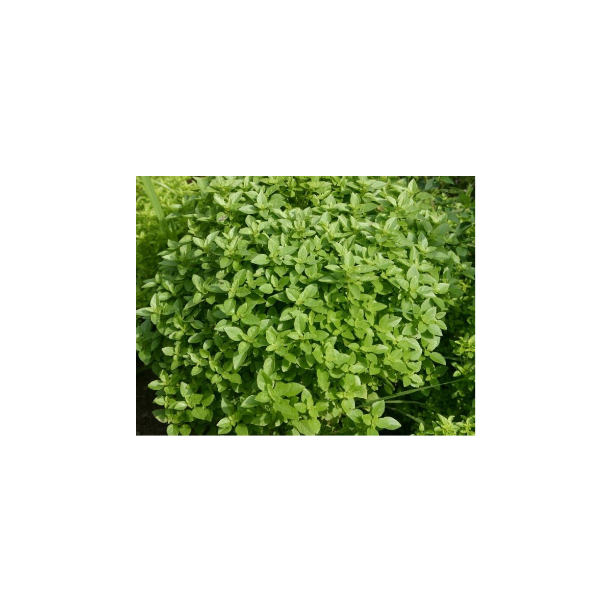 Bazalka Fino verde - Ocymum basilicum - semena - 50 ks