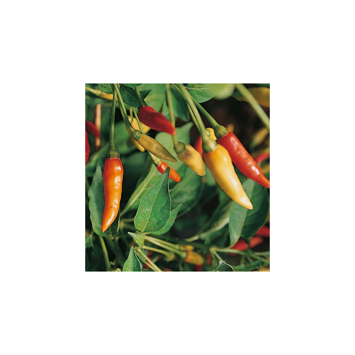 Chilli Tabasco - Capsicum frutescens - semena chilli - 7 ks