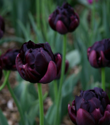 Tulipán Black Hero - Tulipa - cibuloviny - 3 ks