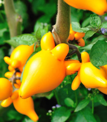 Solanum mammosum - Solanum mammosum - semena - 5 ks