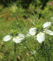 Černucha setá - Kmín černý - Nigella sativa - semena kmínu - 25 ks