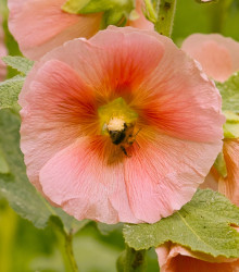 Topolovka plnokvětá růžová  Chaters- Alcea rosea - semena topolovky-  0,4 gr