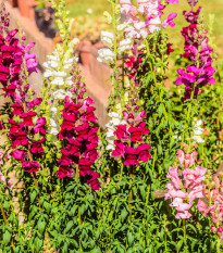 Hledík největší směs - Antirrhinum maximum mix - semena hledíku - 400 ks