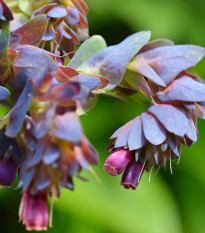 Voskovka větší Hoya - Cerinthe major purpurescens - semena voskovky - 5 ks