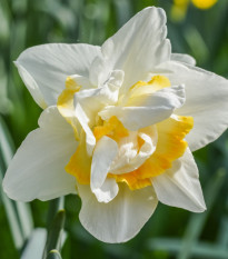 Narcis White Lion - Narcissus - cibule narcisu - 3 ks