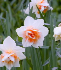 Narcis Replete - Narcissus - cibule narcisu - 3 ks