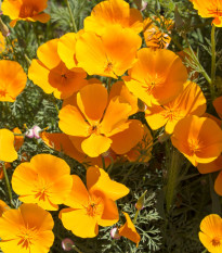 Sluncovka kalifornská oranžová - Eschscholzia californica - semena sluncovky - 200 ks