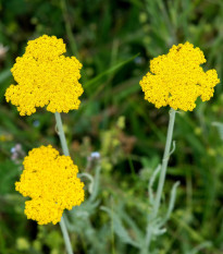 Řebříček tužebníkový žlutý Parkers - Achillea filipendulina - semena řebříčku - 900 ks