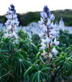 Lupina úzkolistá modrá - Lupinus angustifolia - semena lupiny - 20 ks