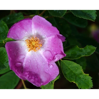 Růže nutkanská - Rosa nutkana - prodej růží - semena - 5 ks