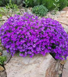 Tařička zahradní fialová - Aubrieta hybrida - semena tařičky - 200 ks