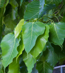 Fíkovník posvátný - Ficus religiosa - semena - 5 ks