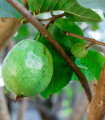 Guave - Psidium guajava - semena guave - 4 ks