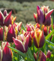 Tulipán Gavota - Tulipa - cibule tulipánu - 3 ks