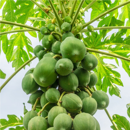 Papája červená - Carica papaya - semena papáji - 5 ks