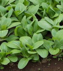 Hořčice zelená - Komatsuna - Brassica rapa var. komatsuna - semena hořčice - 20 ks