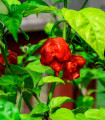 Chilli Carolina Reaper - Capsicum chinense - semena chilli - 5 ks