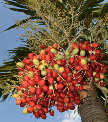 Palma - Carpentaria acuminata - semena palmy - 4 ks
