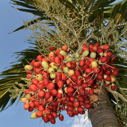 Palma - Carpentaria acuminata - semena palmy - 4 ks