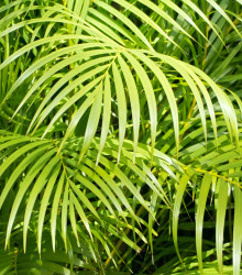 Palma madagaskarská - Dypsis madagascariensis - semena - 3 ks