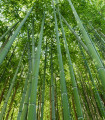 Bambus nejvyšší - Dendrocalamus giganteus - semena - 2 ks