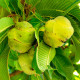 Dilenie indická - Dillenia indica - semena dilenie - 6 ks